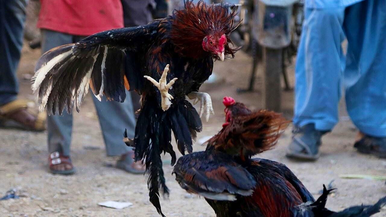 Politica. Filippine, sospetta strage della polizia alle lotte fra galli