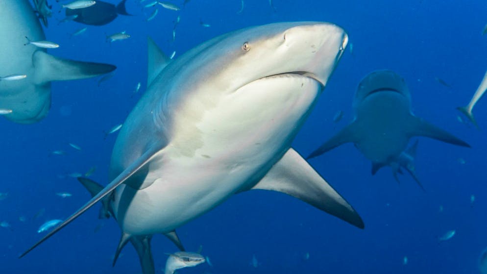 Vier Haiattacken in zwei Tagen. Australische Strandbesucher sollen lieber «ins Schwimmbad gehen»