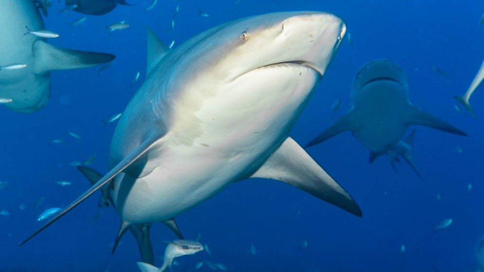 Bullenhaie gelten als extrem aggressiv. (Archivbild)