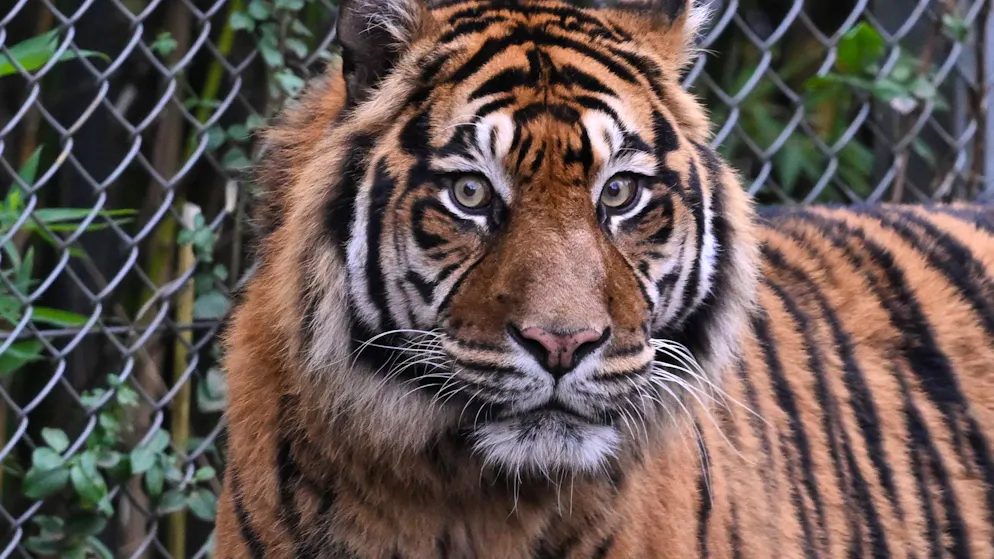 Eine Person verletzt. Polizei erschiesst entlaufenen Tiger bei Leipzig