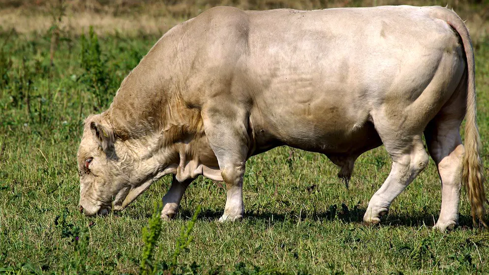 Tödlicher Angriff im Aussengehege. Landwirt stirbt nach Attacke von Stier
