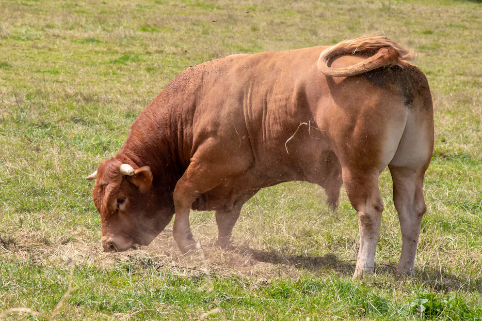 Taureau de race limousine dans la prairie. (image d'illustration)
