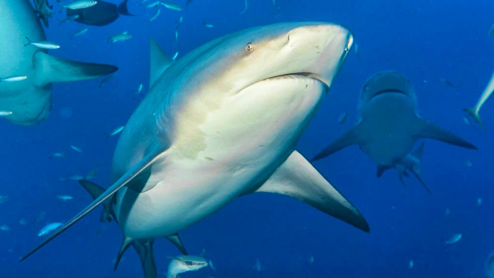 Bull sharks are considered extremely aggressive. (archive picture)