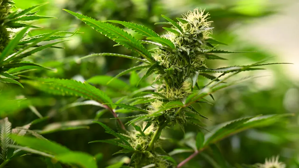 La cannabis light può danneggiare il fegato