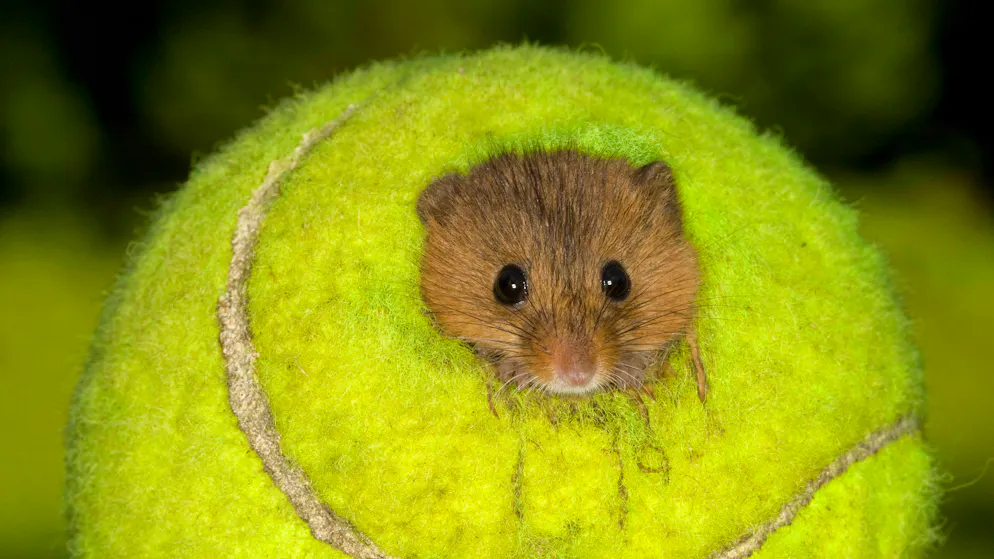 Curiosità. Ecco che fine potrebbe fare la pallina del match point di Sinner a Wimbledon