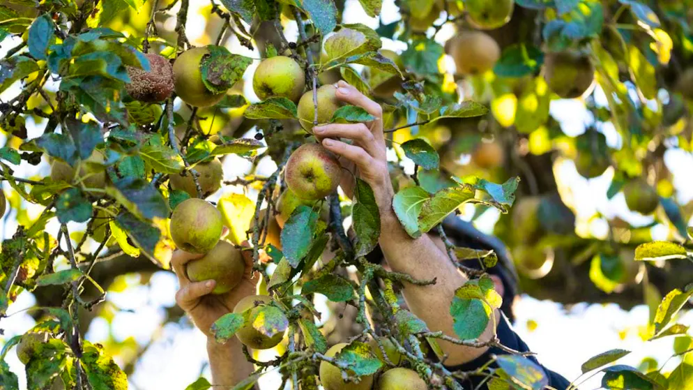 Photo inspiration: Apple Allergen Insensitivity Treatment Reference: Medicine Apple Immunotherapy Against Birch Pollen Allergy Complication