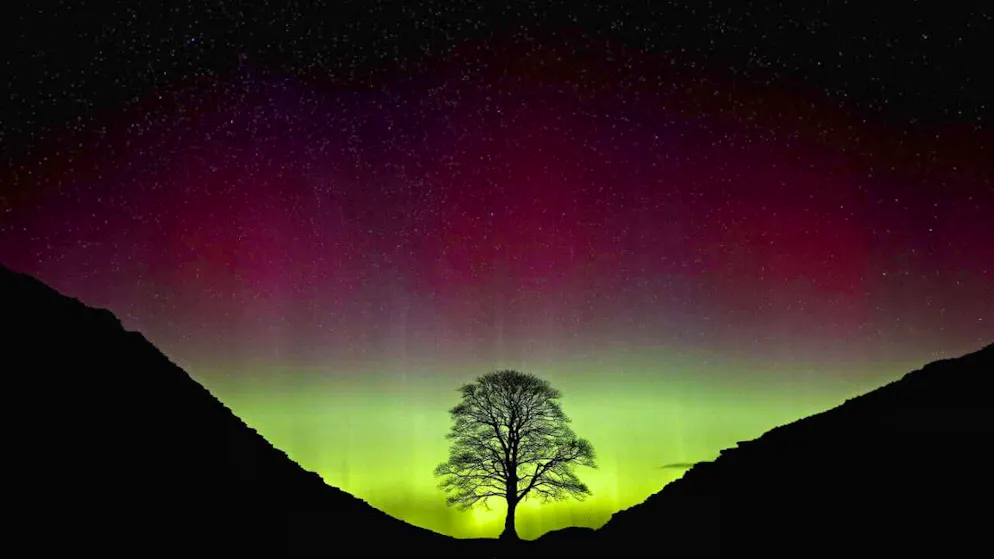 Des lumières boréales éclairent le célèbre arbre, ici en 2016, avant que deux hommes ne l'abattent. Ils ont été condamnés mardi à 4 ans de prison. (archives)