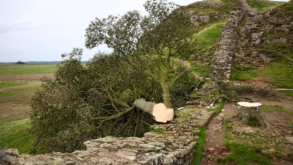 L'albero abbattuto si trovava al margine del Vallo di Adriano. (foto del 28 settembre 2023)