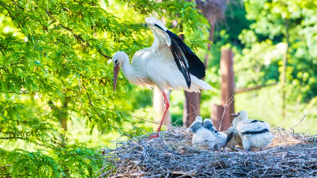 Tierwelt. Zahl der Jungstörche im Zoo Basel hat sich seit 2006 mehr als vervierfacht