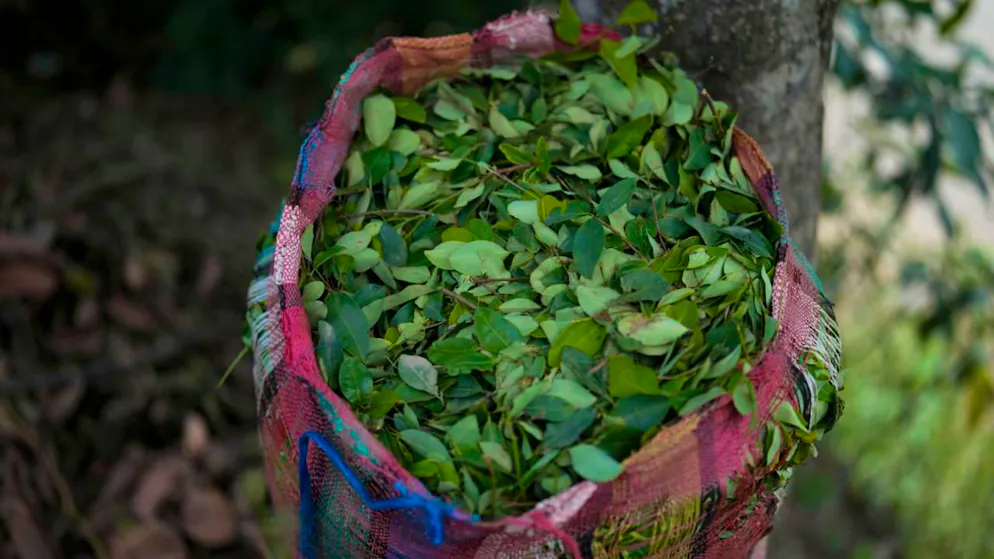 Les douanes russes ont saisi 820 kilos de cocaïne, provenant d'un pays d'Amérique du Sud où elle est fabriquée à base de feuilles de coca (illustration)