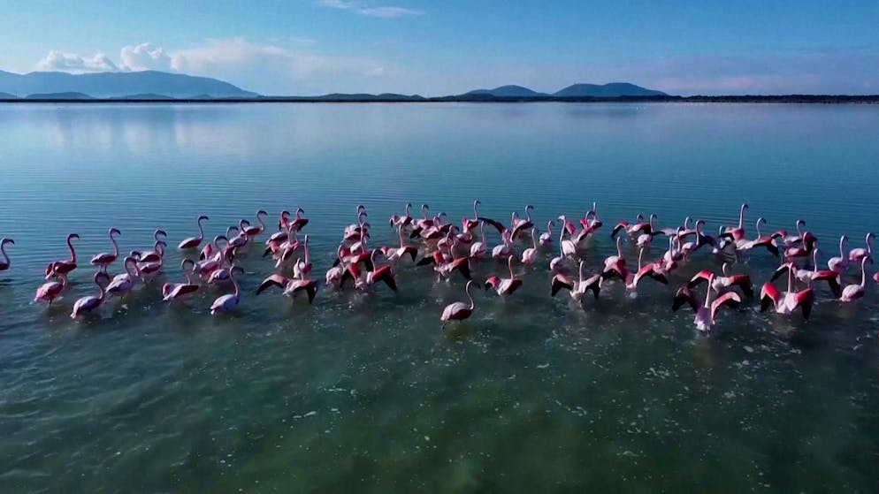 Controversial construction project in Albania. Swiss company builds airport in bird sanctuary
