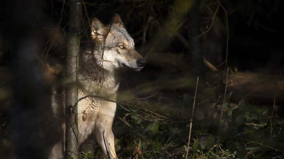 Ticino. Ordine di abbattimento per il lupo di Artore
