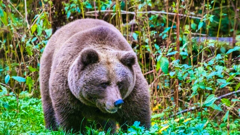 ARCHIVE - The bear Isa stands behind a fence in an enclosure in the "Alternative Wolf and Bear Park Black Forest". Photo: Philipp von Ditfurth/dpa
