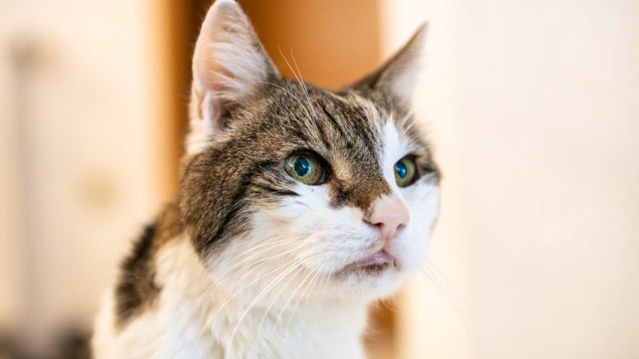 Niederlande. Amsterdam will Rettungstreppen für Katzen bauen