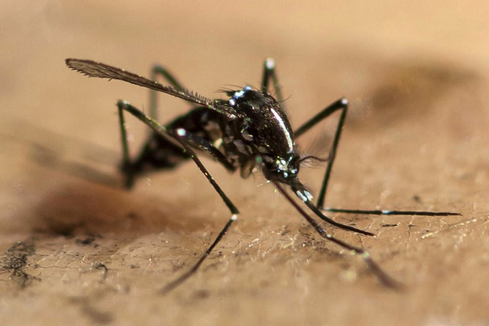 The Asian tiger mosquito (Aedes albopictus) is considered a vector of chikungunya and dengue viruses, among others.