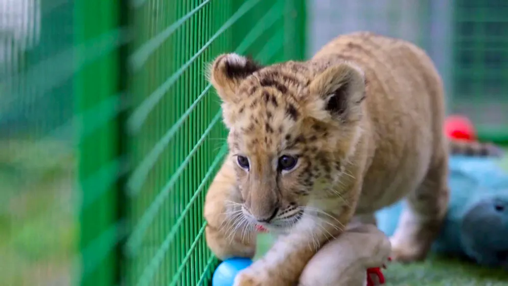 Controversial liger breeding. Rare crossbreed of lion and tigress delights zoo visitors