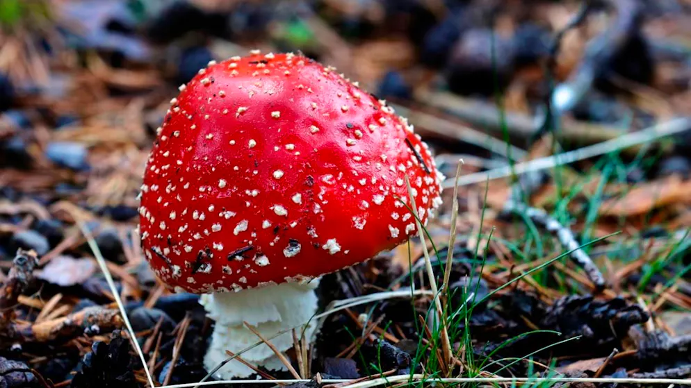 Un ovolo malefico (Amanita muscaria), fungo notoriamente velenoso e psicoattivo