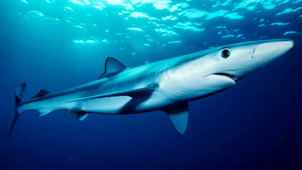 Marine predators in Europe. Watch out for these sharks on your beach vacation