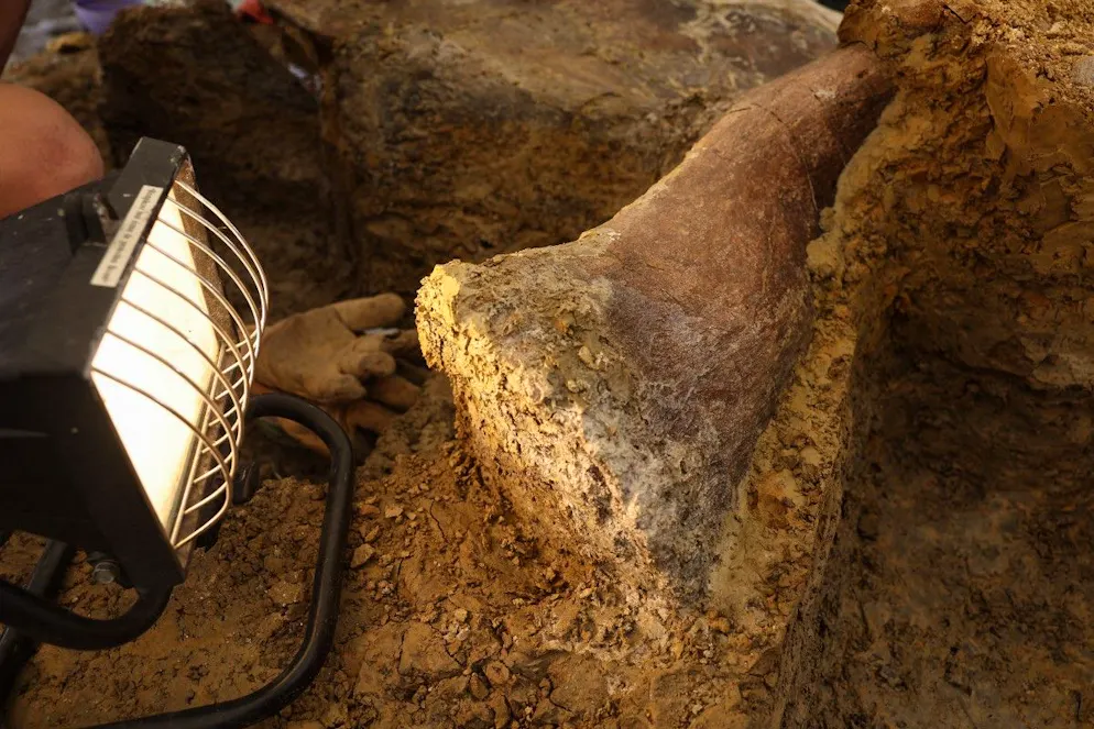 Une partie d’un os de dinosaure fossilisé découvert sur le site de fouilles.