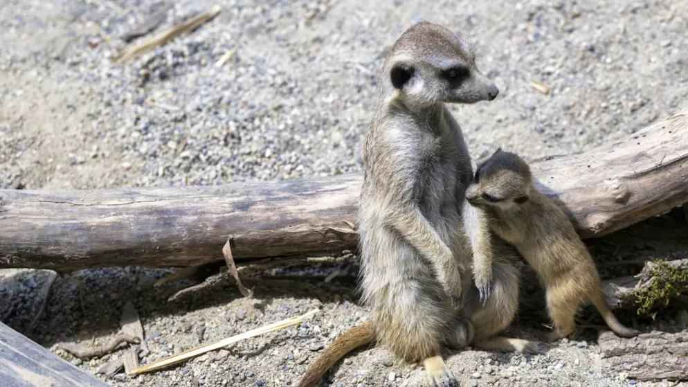 Le Bioparc de Genève, qui accueille notamment des suricates photographiés en juin 2023, est à l'étroit à Bellevue. Le nouveau projet, qui devrait voir le jour à Belle-Idée à Thônex, soulève quelques réticences de la part du canton (archives).