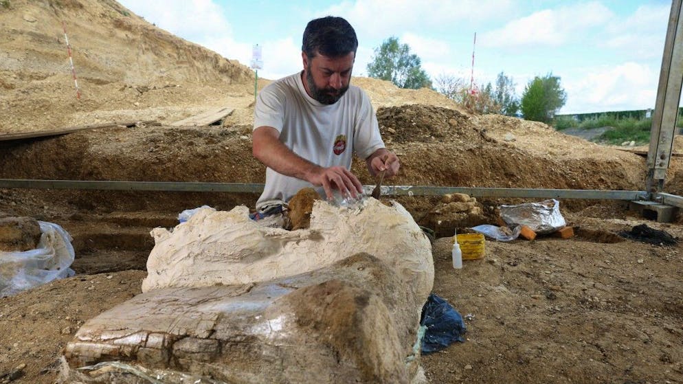 «Comme une pochette surprise». Dans l'ouest de la France, des dizaines de dinosaures sortent de terre