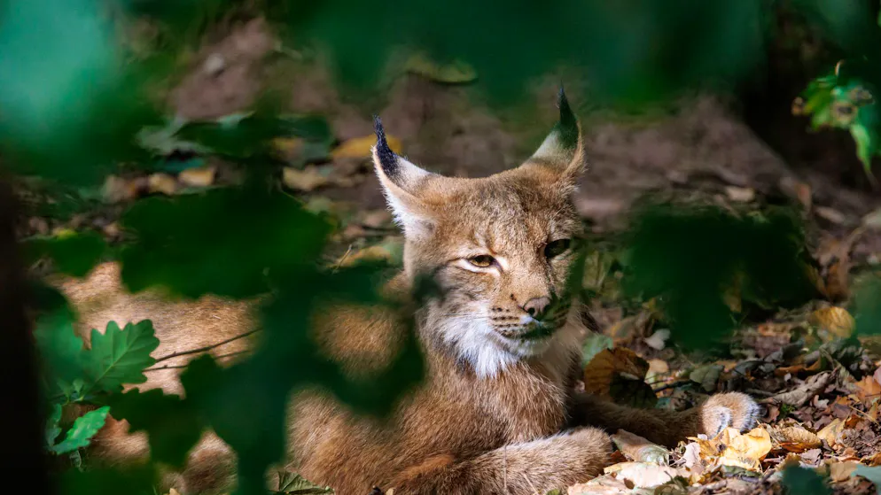 Suspended sentence in Alsace. Woman kills lynx and is sentenced