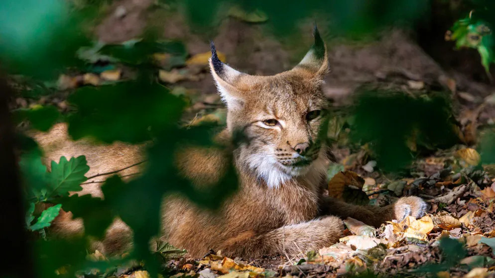 Luchse sind an ihren Pinselohren zu erkennen und eigentlich leicht von Katzen zu unterscheiden. 