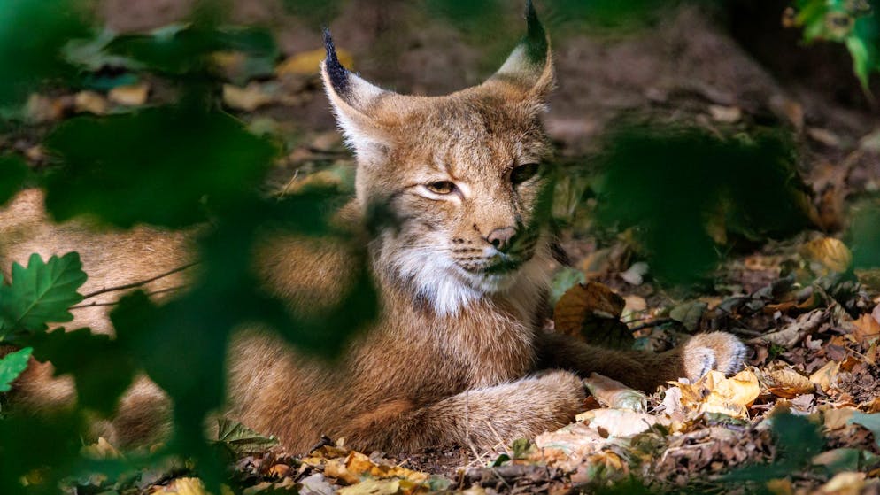 Tierschützer schlagen Alarm. Luchs riss Schafe von SVP-Nationalrat – jetzt wird B903 erschossen