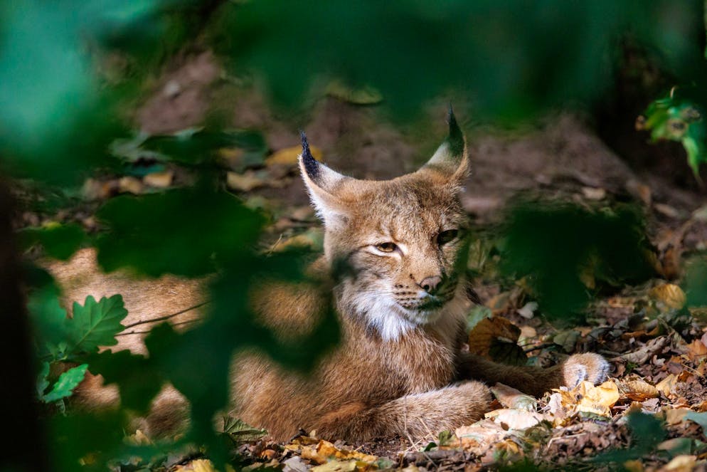 Luchse sind an ihren Pinselohren zu erkennen. (Symbolbild)