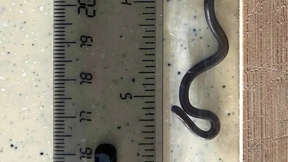 Tiny as an earthworm. World's smallest snake rediscovered on Caribbean island