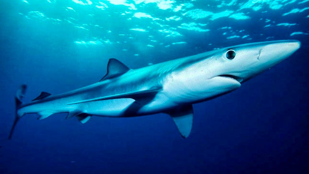 Predatori marini in Europa. Attenzione a questi squali durante le vacanze al mare