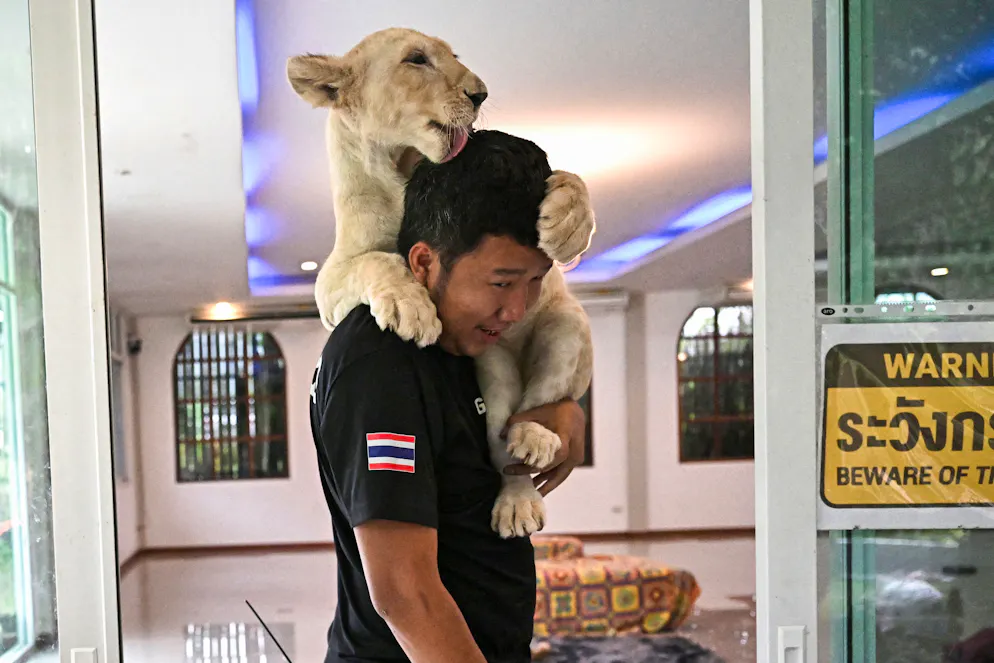 Cette photo prise le 11 juillet 2025 montre un dresseur de lions jouant avec un lionceau dans un café de Chiang Mai. La population de lions en captivité en Thaïlande a explosé ces dernières années, avec près de 500 individus recensés dans les zoos, les fermes d'élevage, les cafés où l'on peut caresser les animaux et les foyers. (Photo par Lillian SUWANRUMPHA / AFP) / À L'ACCOMPAGNEMENT DE « THAÏLANDE-ANIMAL-ENVIRONNEMENT-LION, DOSSIER » PAR SARA HUSSEIN ET CHAYANIT ITTHIPONGMAETEE