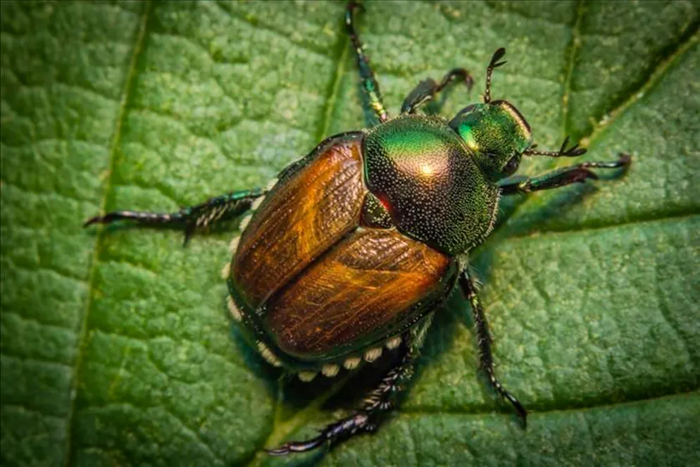 il coleottero giapponese con i suoi caratteristici ciuffi bianchi di pelo sull'addome