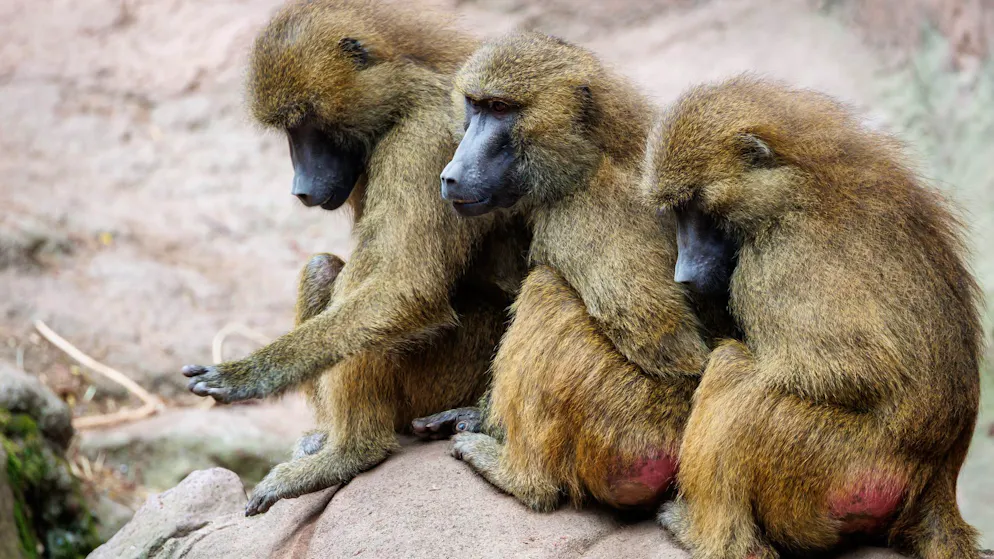 Es wurde zu eng im Gehege. Deutscher Zoo tötet trotz grosser Kritik zwölf gesunde Paviane