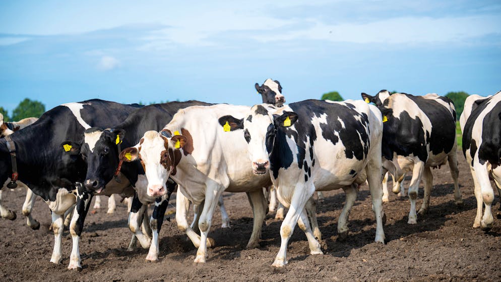 Dermatose nodulaire. L'estivage de bovins en France est interdit en 2026