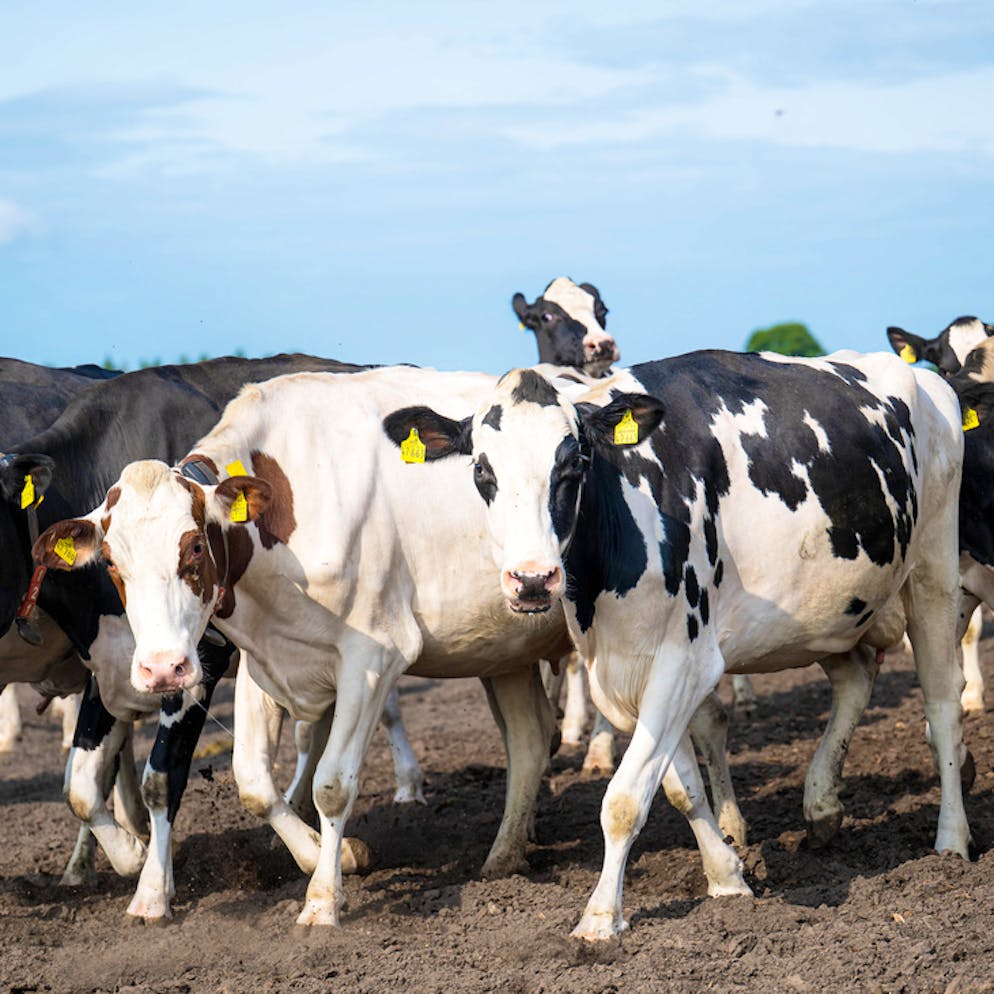 Dermatose nodulaire. L'estivage de bovins en France est interdit en 2026