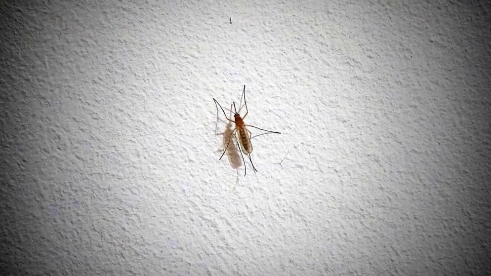 Estate. Addio zanzare: ecco una nuova tecnologia che le elimina in millisecondi