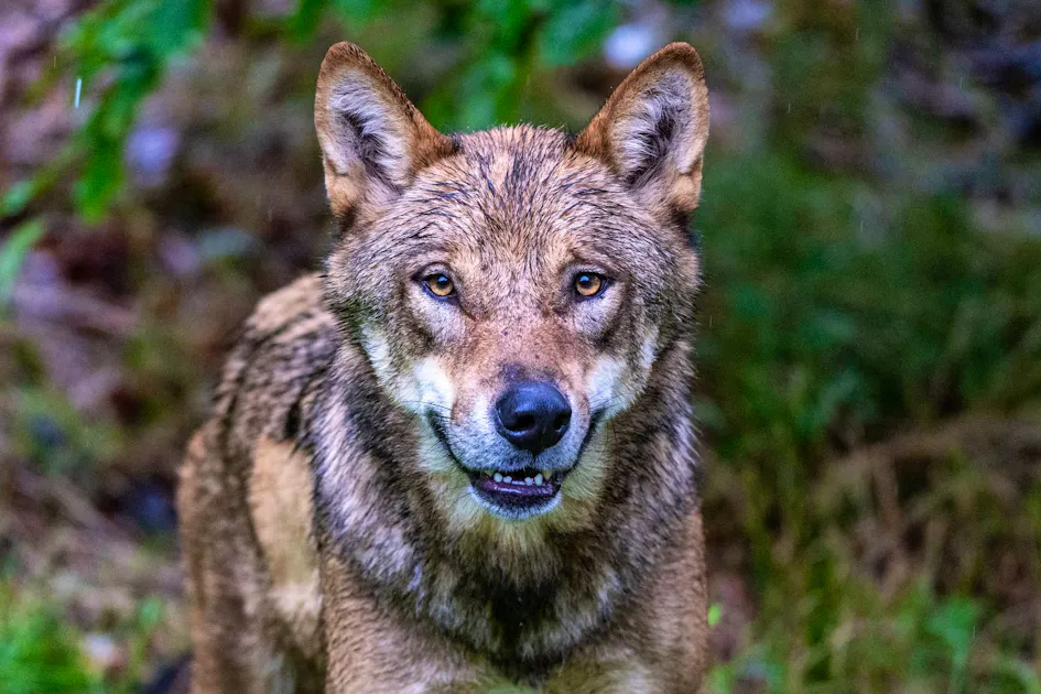 Wolf bites boy and drags him into the forest