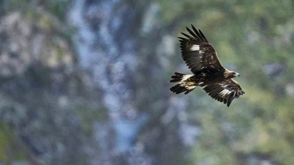 After an absence of 170 years, a golden eagle fledged in mid-July in the Jura department in France. (archive picture)