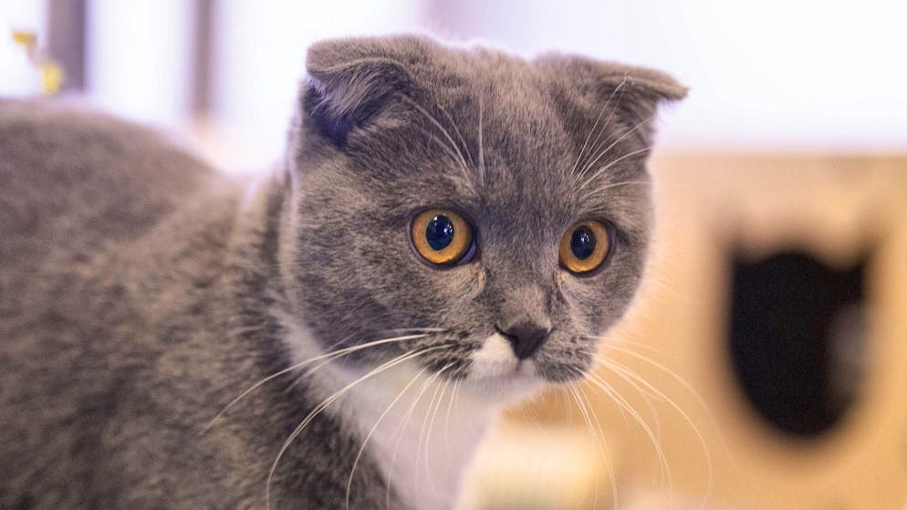 L'accusa. «Gli allevamenti di razze alla moda fanno soffrire cani e gatti». Ecco perché