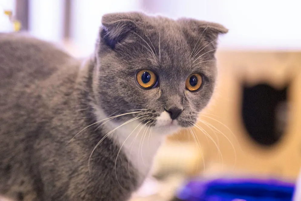 Gli esperti parlano di allevamento estremo quando le caratteristiche di razza causano problemi di salute agli animali.