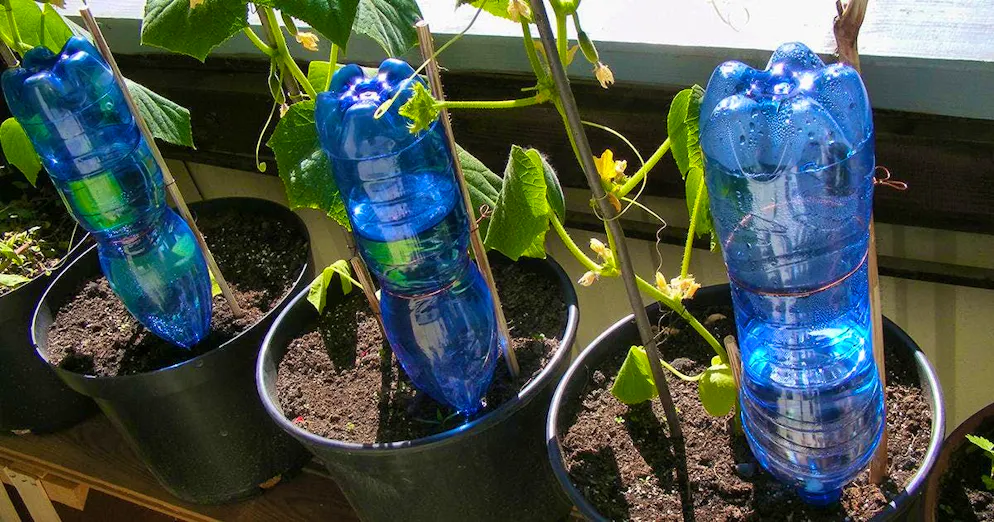 Practical and inexpensive: inverted PET bottles gradually release water into the soil - ideal for short trips.