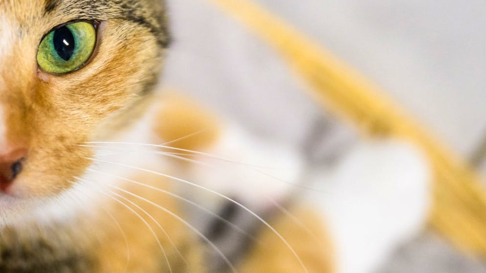 Cat content wanted. Researchers analyze masses of chick videos