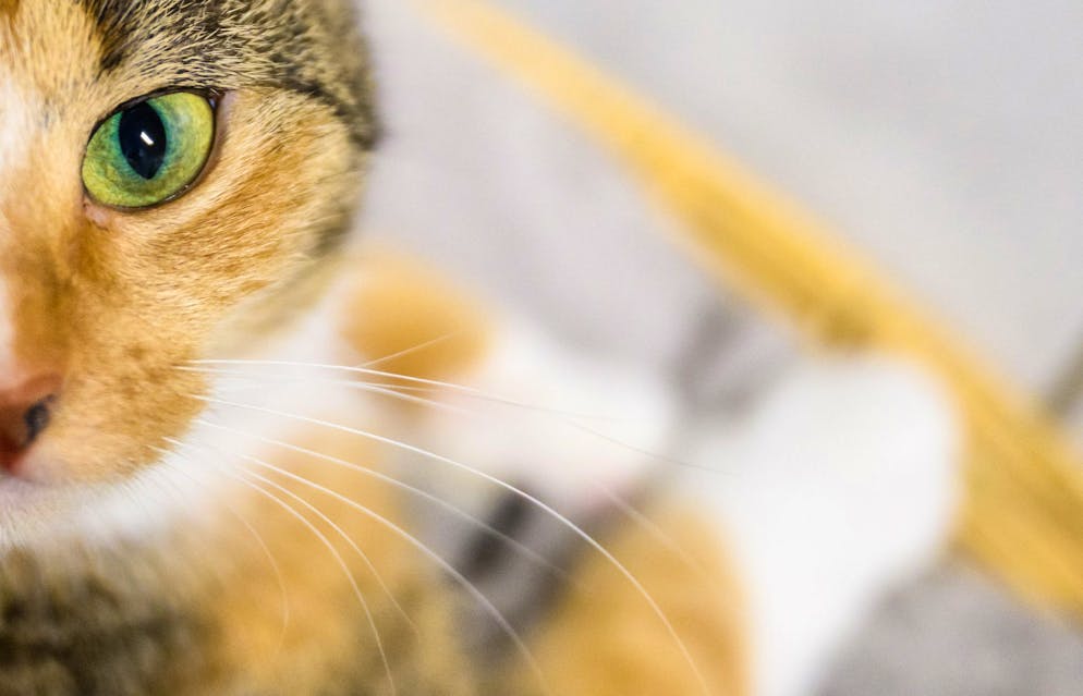 Können Katzen bald durch ein neues Mittel abnehmen? In den USA läuft ein Test. (Symbolbild)