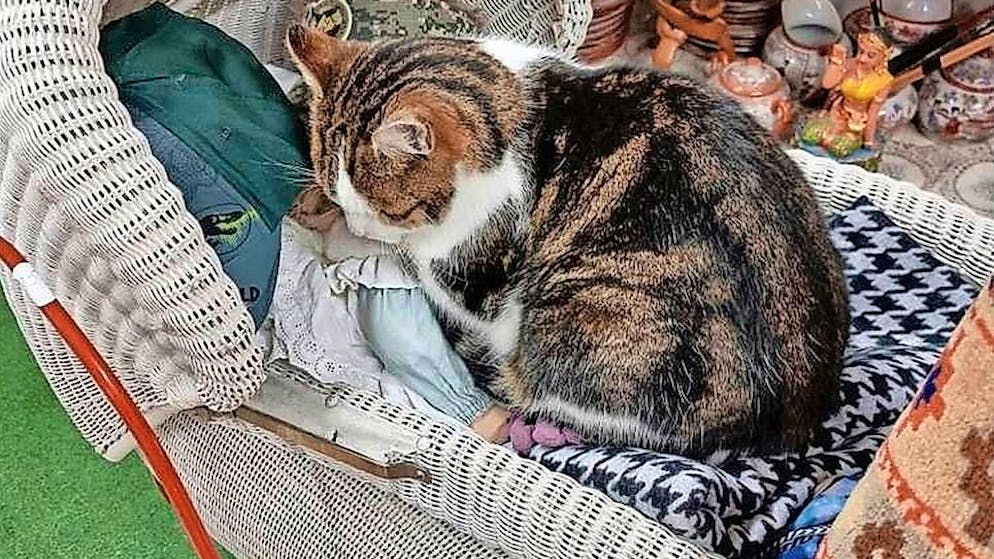 Stein am Rhein. Frau entführt Brocki-Kater Elvis – «Ich sehe mich als Büsi-Mama»