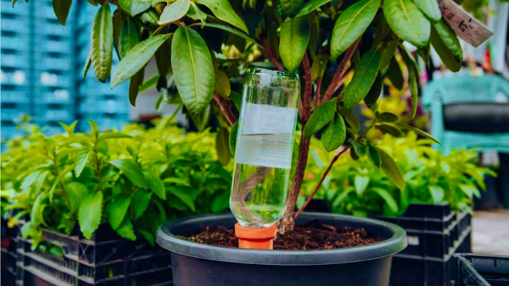 Clay spikes slowly release water and keep the soil evenly moist. A simple and sustainable method for watering plants during the vacations.