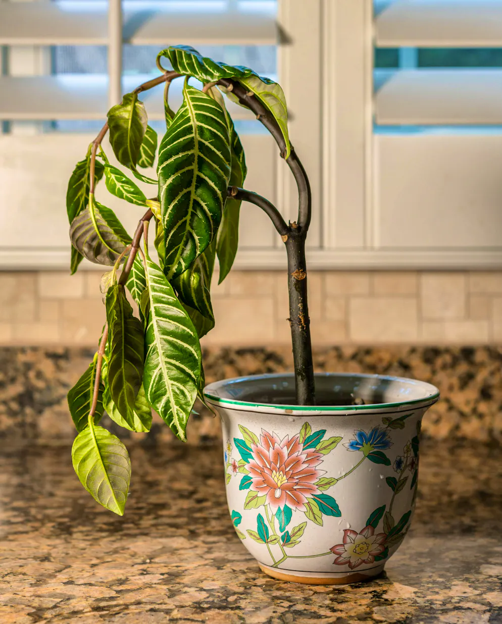 Back from vacation and the plant looks sad? All is not lost - with a little care it can often recover.