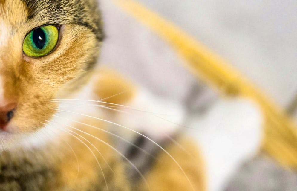 Will cats soon be able to lose weight with a new drug? A test is underway in the USA. (symbolic picture)