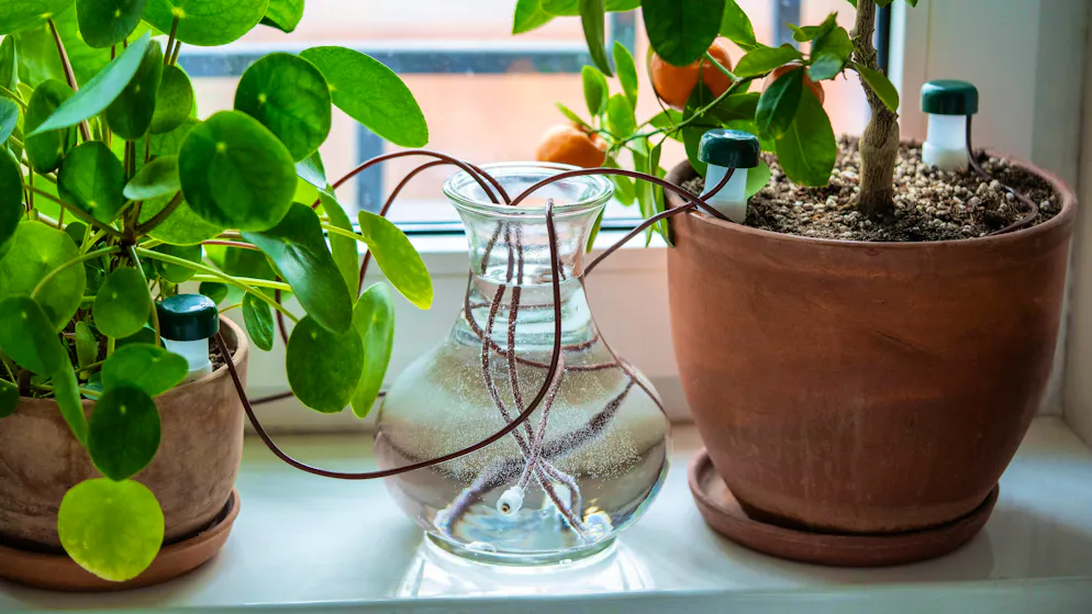 A simple self-watering system: the plant draws its own water from an adjacent vase via fine tubes - ideal for the vacation season.