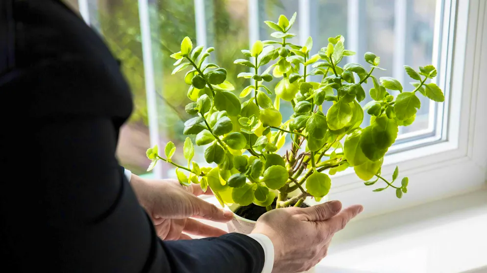 If you prepare your plants well, you can also travel in summer without worrying.